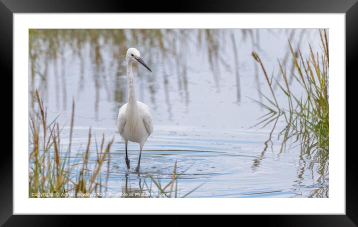 Little Egret Framed Mounted Print by Adrian Rowley