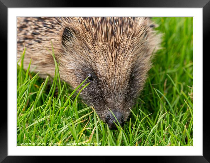 A hedgehog visits the garden Framed Mounted Print by Richard Ashbee