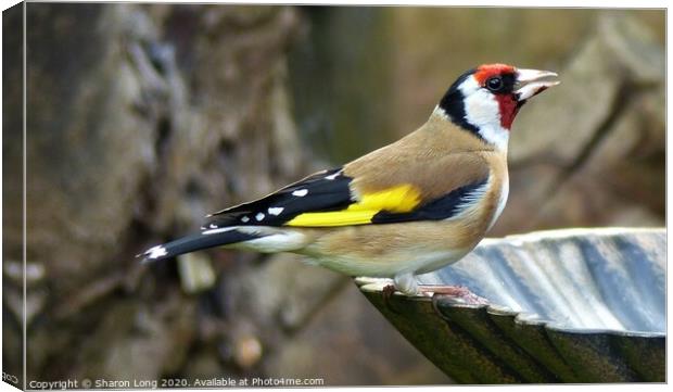 Goldfinch Canvas Print by Photography by Sharon Long 