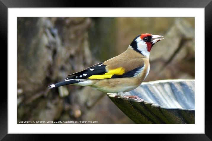Goldfinch Framed Mounted Print by Photography by Sharon Long 