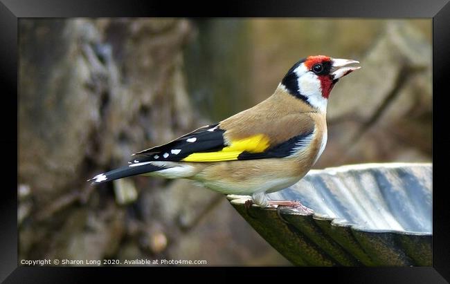 Goldfinch Framed Print by Photography by Sharon Long 