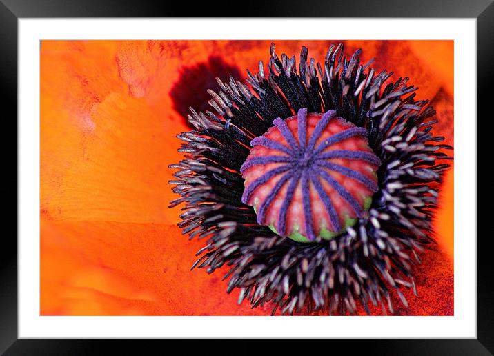 Up Close Framed Mounted Print by kelly Draper