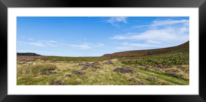 Sheep grazing on the North Yorkshire Moors Framed Mounted Print by Jason Wells