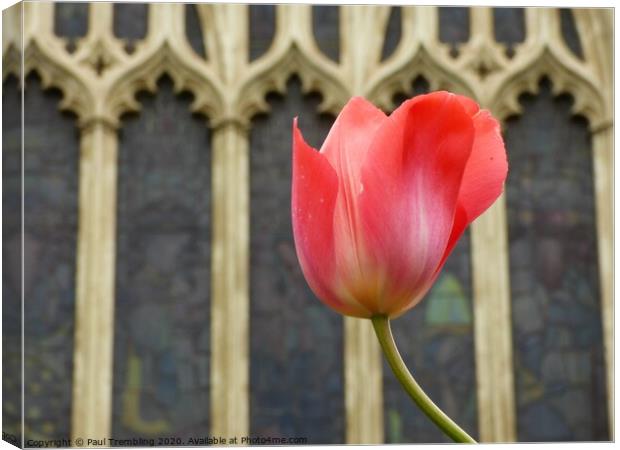 Tulip in the church garden Canvas Print by Paul Trembling