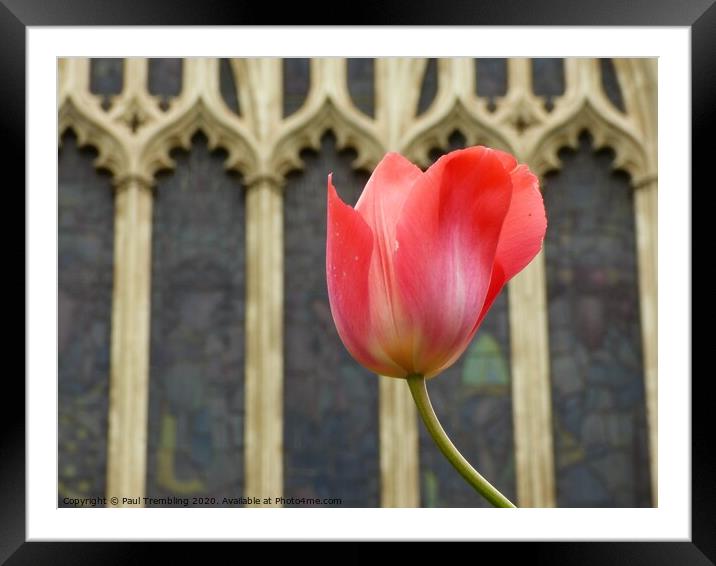 Tulip in the church garden Framed Mounted Print by Paul Trembling