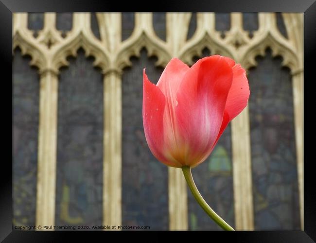 Tulip in the church garden Framed Print by Paul Trembling
