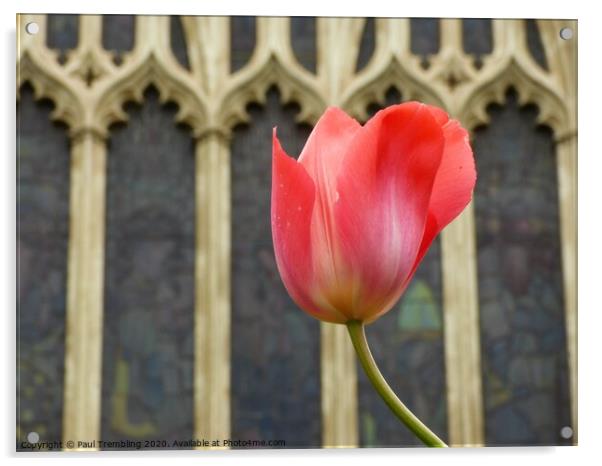 Tulip in the church garden Acrylic by Paul Trembling