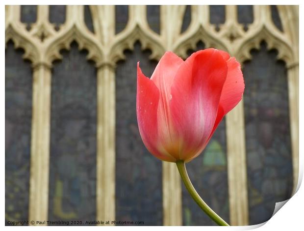 Tulip in the church garden Print by Paul Trembling