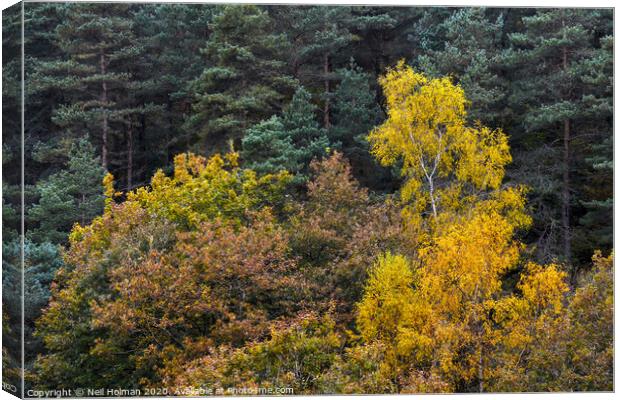 Autumn Forestry Canvas Print by Neil Holman