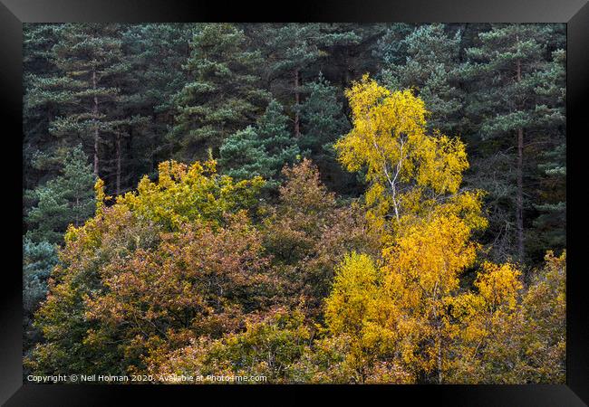 Autumn Forestry Framed Print by Neil Holman