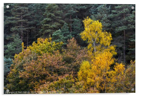 Autumn Forestry Acrylic by Neil Holman
