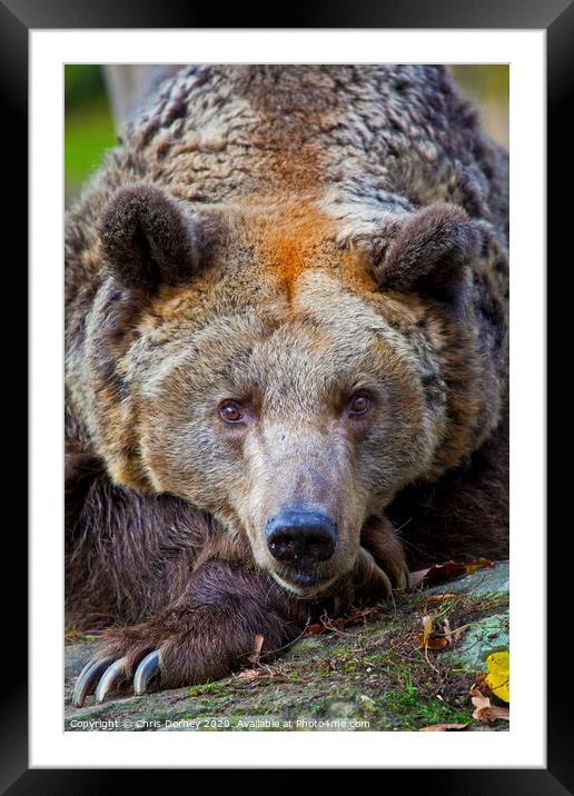 Brown Bear Framed Mounted Print by Chris Dorney