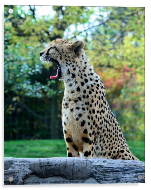 A Cheetah Yawn Acrylic by Elaine Manley