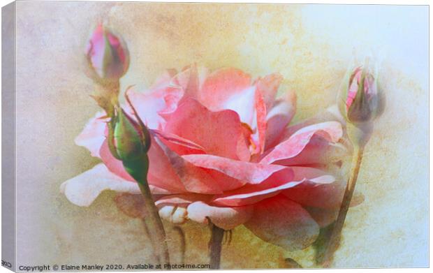 October Rose Canvas Print by Elaine Manley