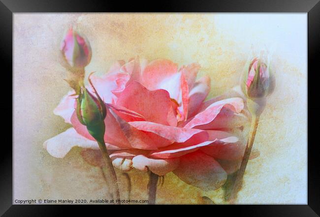 October Rose Framed Print by Elaine Manley