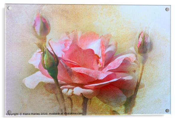 October Rose Acrylic by Elaine Manley
