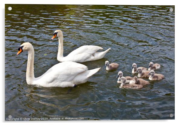 Swans with their Cygnets Acrylic by Chris Dorney