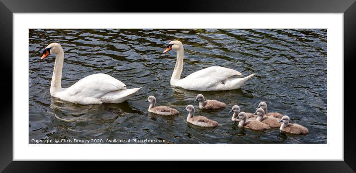 Swans with their Cygnets Framed Mounted Print by Chris Dorney