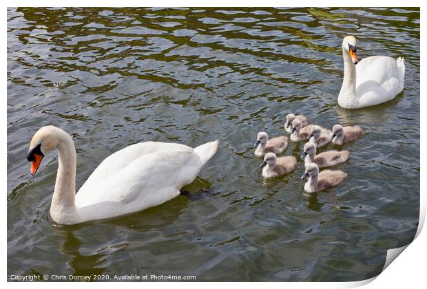 Swans with their Cygnets Print by Chris Dorney