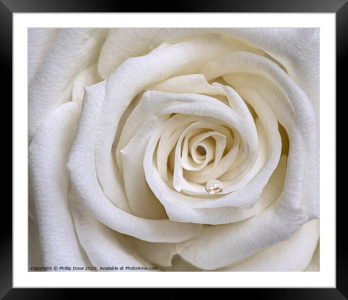 White Rose Framed Mounted Print by Phillip Dove LRPS