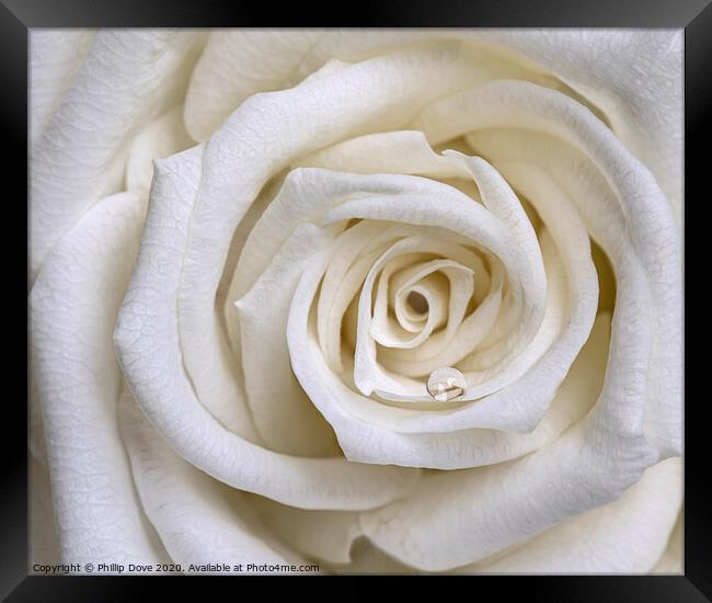 White Rose Framed Print by Phillip Dove LRPS