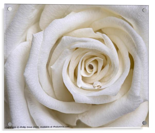 White Rose Acrylic by Phillip Dove LRPS