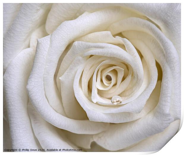 White Rose Print by Phillip Dove LRPS