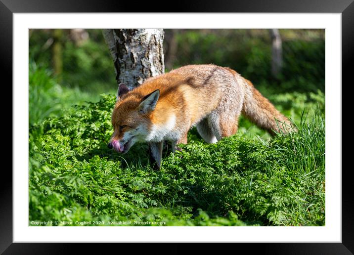 European Red Fox Framed Mounted Print by Milton Cogheil