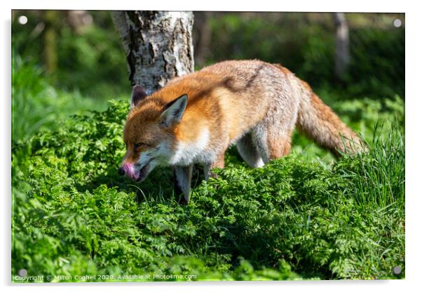 European Red Fox Acrylic by Milton Cogheil