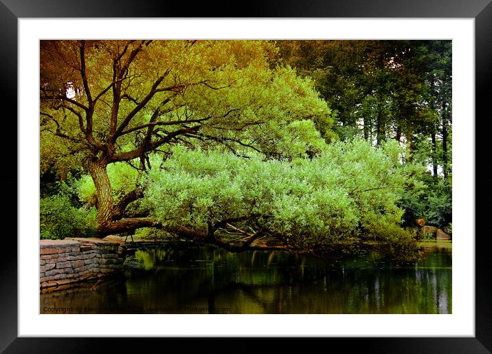 The Green Pond Framed Mounted Print by Elaine Manley