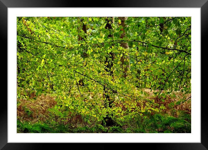 leaves trees and ferns Framed Mounted Print by Simon Johnson