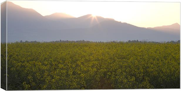 Sunrise bursting over the kamnik alps and rapeseed Canvas Print by Ian Middleton