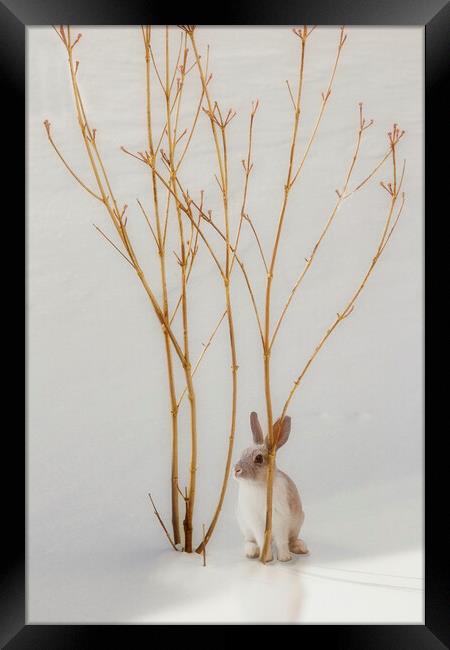  Winter Bunny Framed Print by Tom York