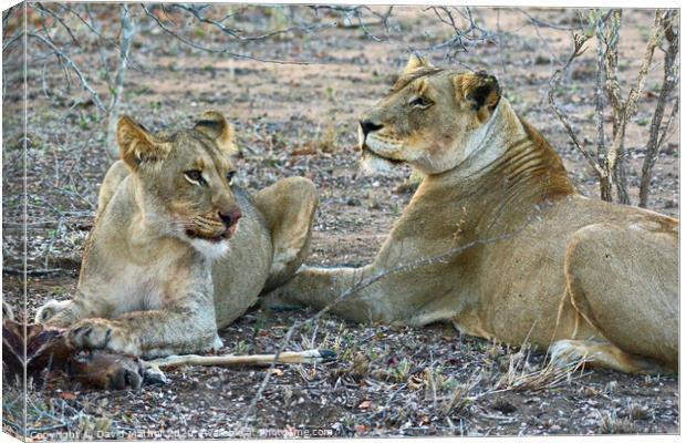 Mealtime over for the lioness and her daughter in the Kruger National Park Canvas Print by David Mather
