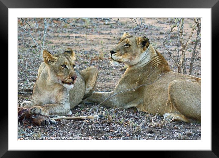 Mealtime over for the lioness and her daughter in the Kruger National Park Framed Mounted Print by David Mather