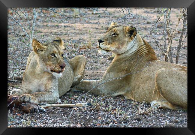 Mealtime over for the lioness and her daughter in the Kruger National Park Framed Print by David Mather