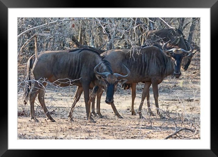 Wildebeest in the Kruger National Park Framed Mounted Print by David Mather