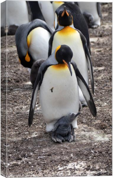 Gento Penguin And Chick Canvas Print by Holly Burgess