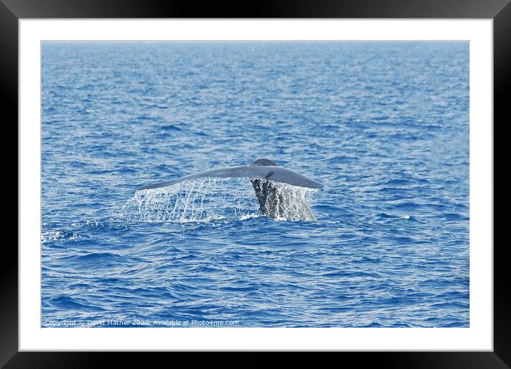 Blue Whale diving Framed Mounted Print by David Mather