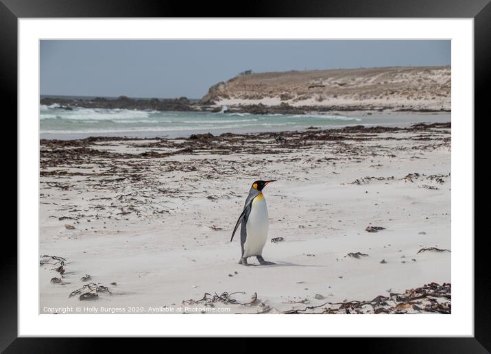 Gypsy Cove's Penguin Parade Falkland Framed Mounted Print by Holly Burgess