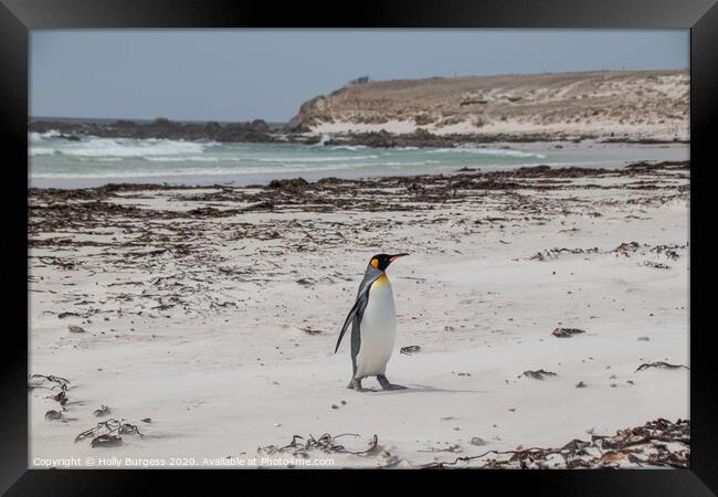 Gypsy Cove's Penguin Parade Falkland Framed Print by Holly Burgess