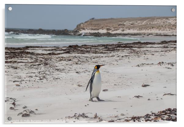 Gypsy Cove's Penguin Parade Falkland Acrylic by Holly Burgess