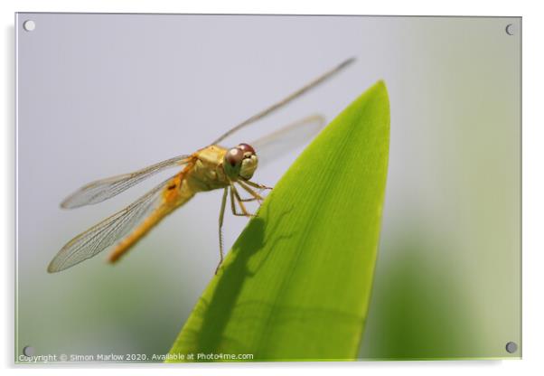 Orange Dragonfly of Vietnam Acrylic by Simon Marlow