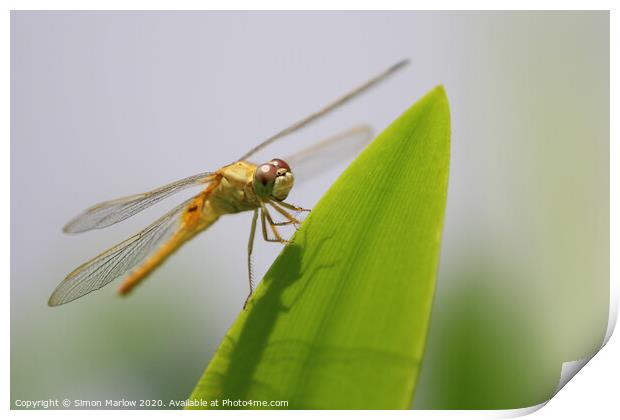 Orange Dragonfly of Vietnam Print by Simon Marlow
