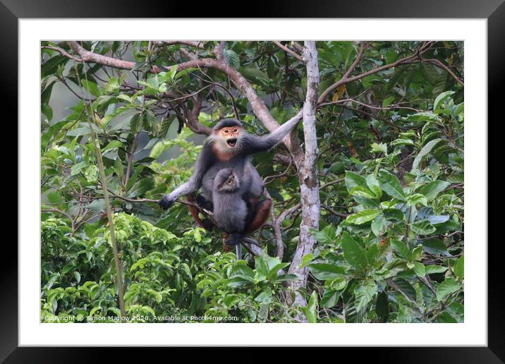 Majestic RedShanked Douc Langur Framed Mounted Print by Simon Marlow