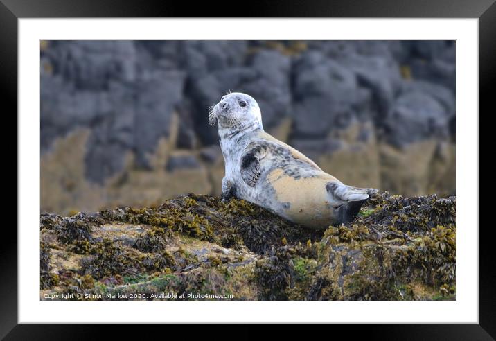 Adorable Young Grey Seal Basking on Northumberland Framed Mounted Print by Simon Marlow