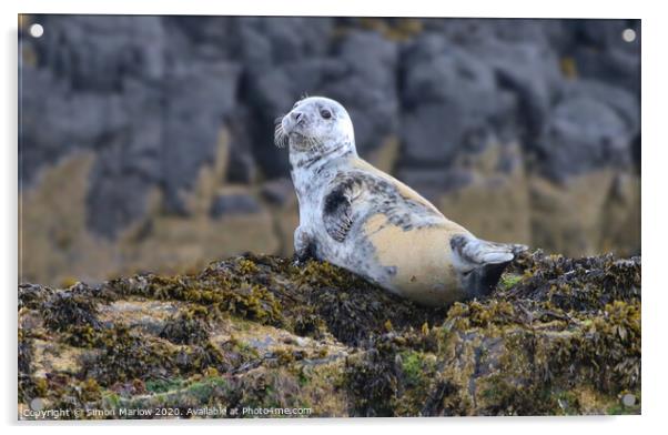 Adorable Young Grey Seal Basking on Northumberland Acrylic by Simon Marlow