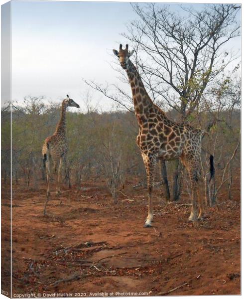 Giraffes on look-out Canvas Print by David Mather
