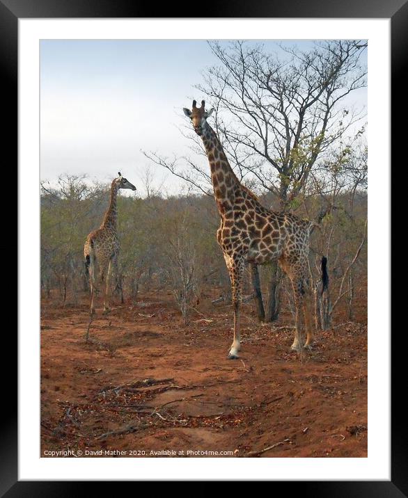 Giraffes on look-out Framed Mounted Print by David Mather