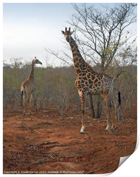 Giraffes on look-out Print by David Mather